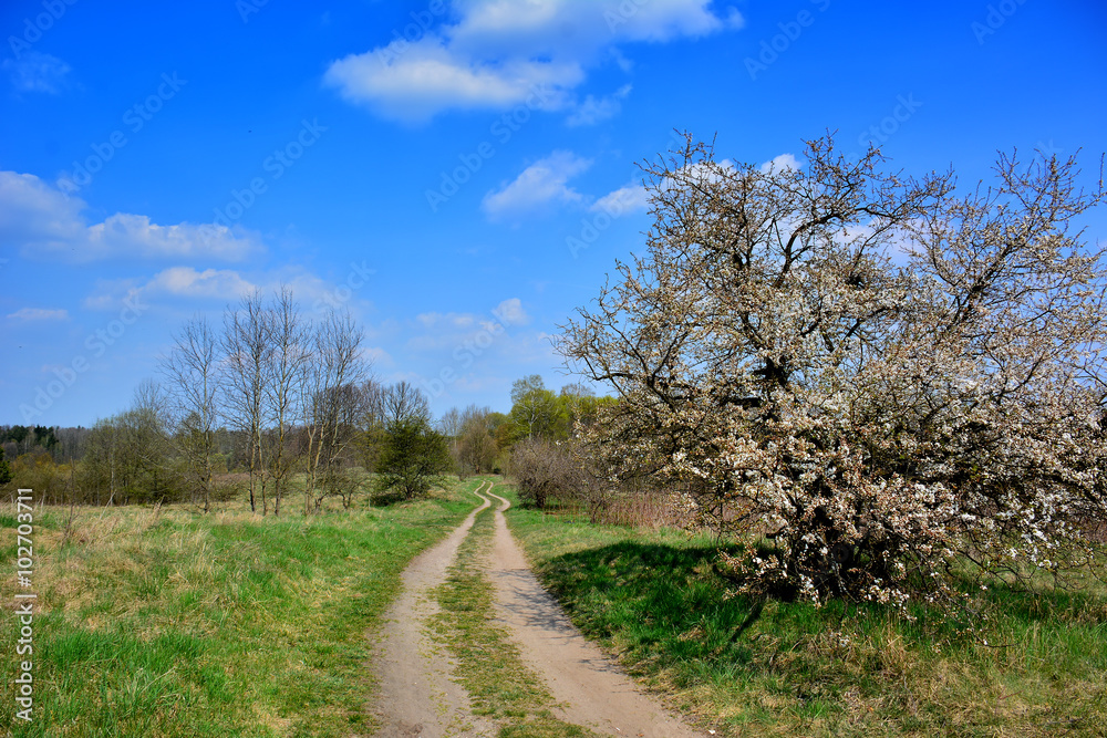Spring landscape with dirt road