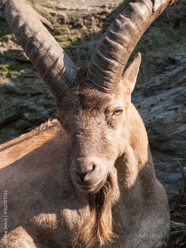 Ram of barbary sheep - Ammotragus lervia