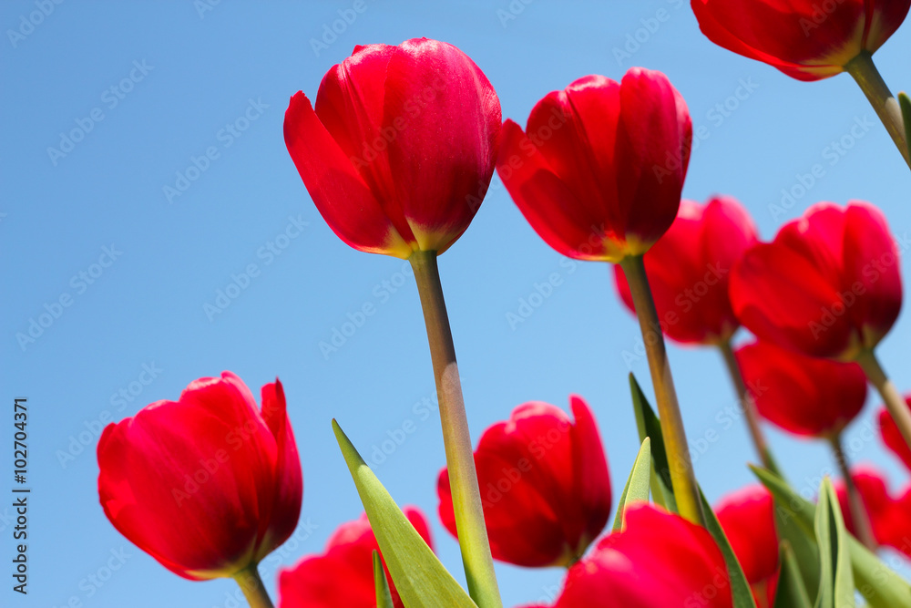 Red tulips in the garden Red tulips in the garden