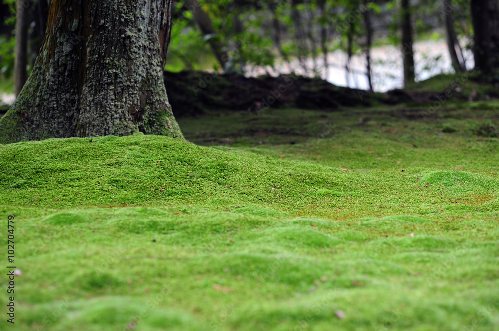 Garden overgrown with moss-1