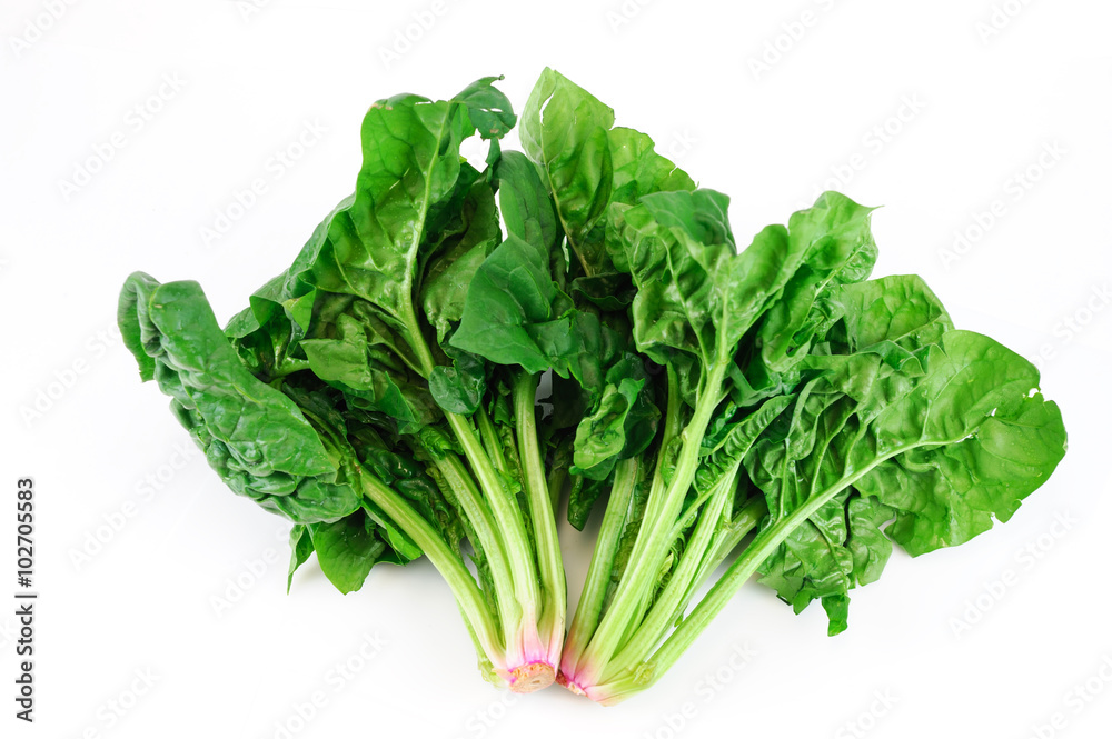 fresh green spinach on white background fresh green spinach on white background
