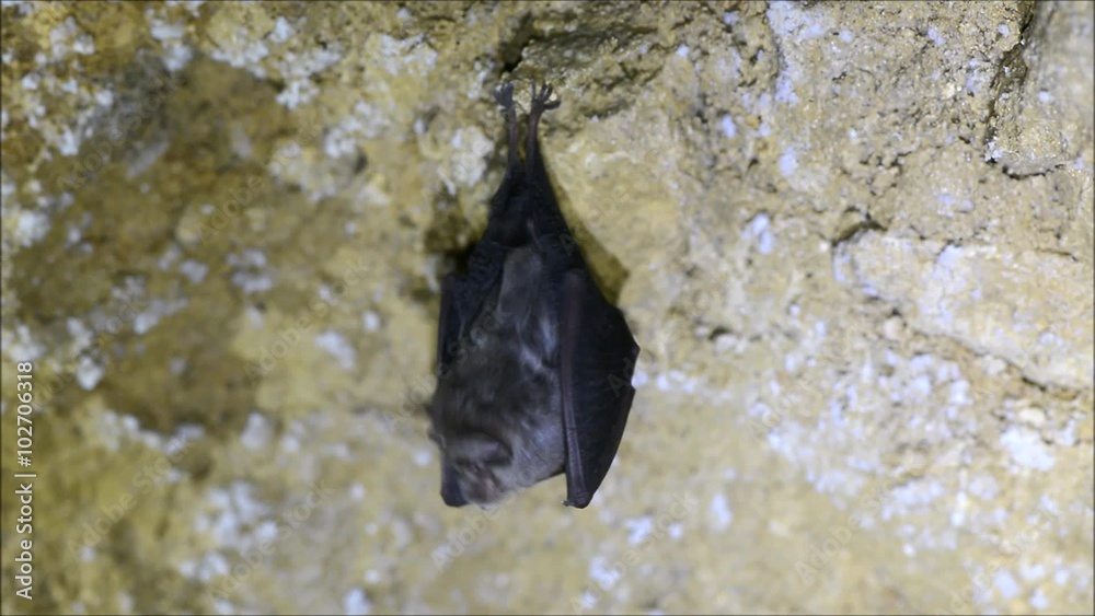 lesser-horseshoe-bat-rhinolophus-hipposideros-taking-flight-a-bat-in