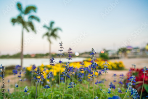 Bright flowerbed in a Park - Pretty flowers garden with colorful 