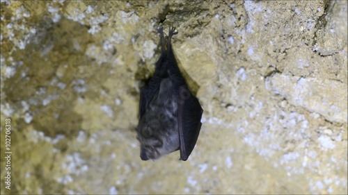 Lesser horseshoe bat (Rhinolophus hipposideros) taking flight. A bat in the family Rhinolophidae, scanning surroundings with eyes and echolocation before flying 
