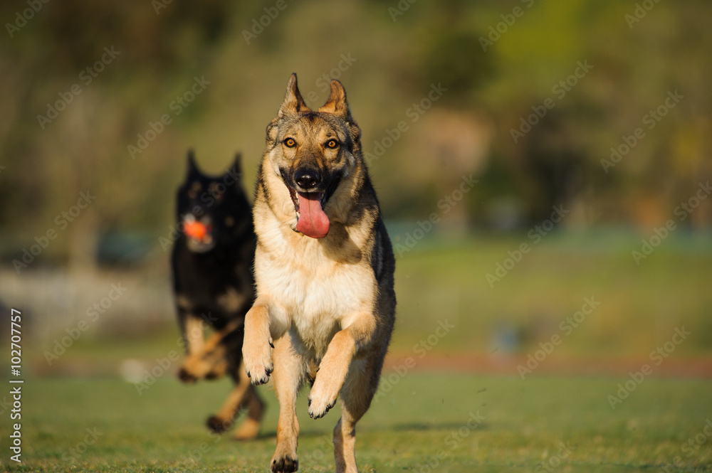 Two German Shepherds running against each other out in front