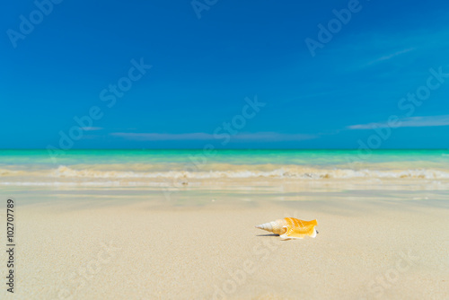 Shell on the beach