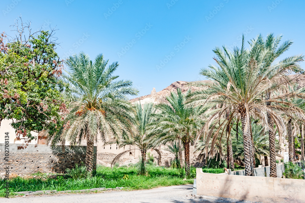 Omani oasis in Nizwa, Dakhiliya, Oman.