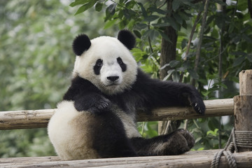 Fotobehang Panda Reuzenpanda speelt in besneeuwd landschap  © flysnow
