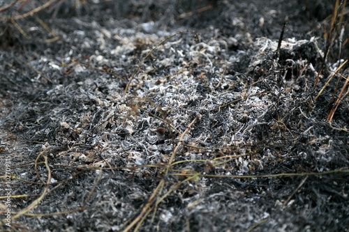 ashes from agricultural