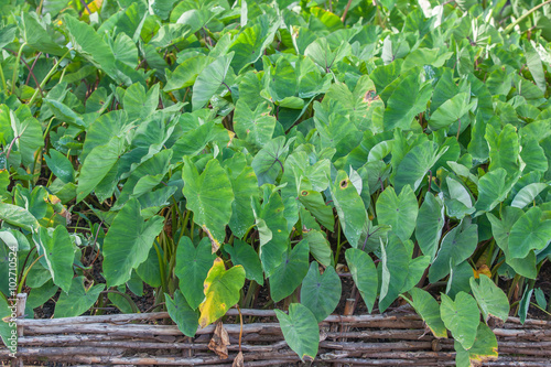 champ de taro photo