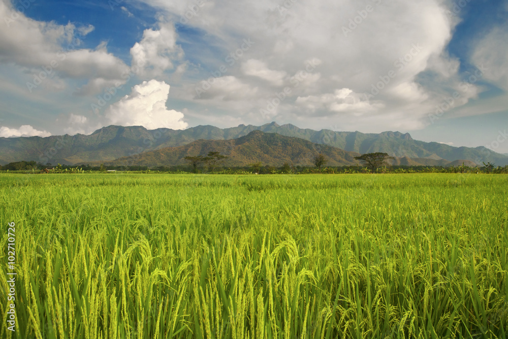 Rice field with mountains view
