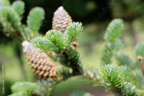 Fir branches with cones close up