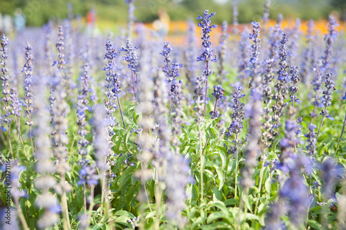 Lavender flower