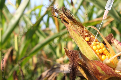 Spritze injiziert in einen Maiskolben