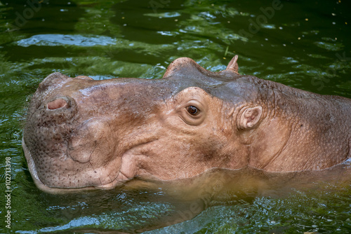 Hippopotamus in a zoo
