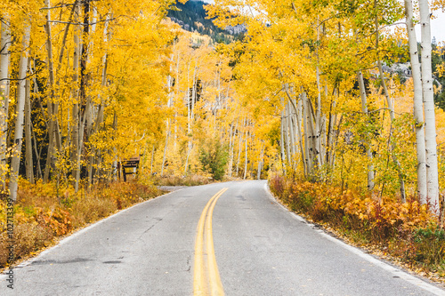 Aspen Road in autumn color