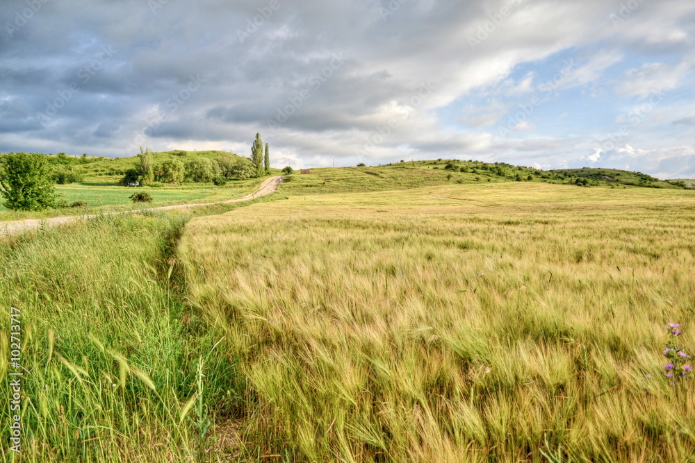Караби Яйла, предгорье, поле, пшеница, красота, пейзаж, 