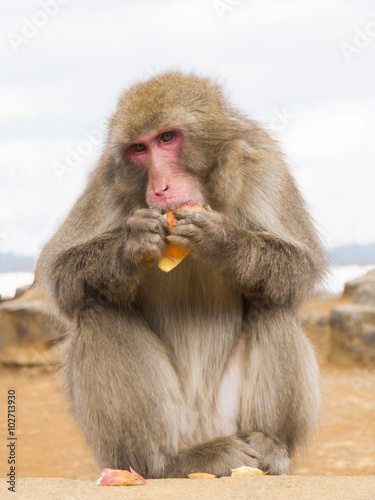 日本猿 © vanhop