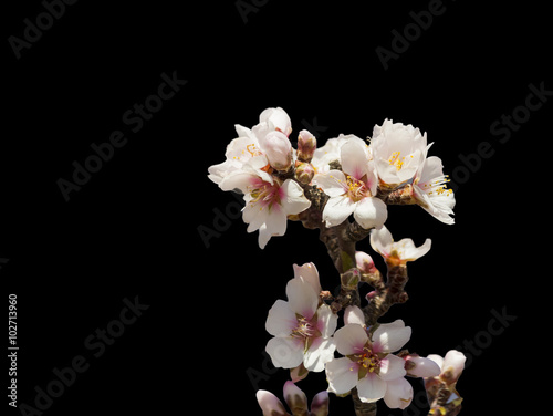 almond flowrs in black background  spring