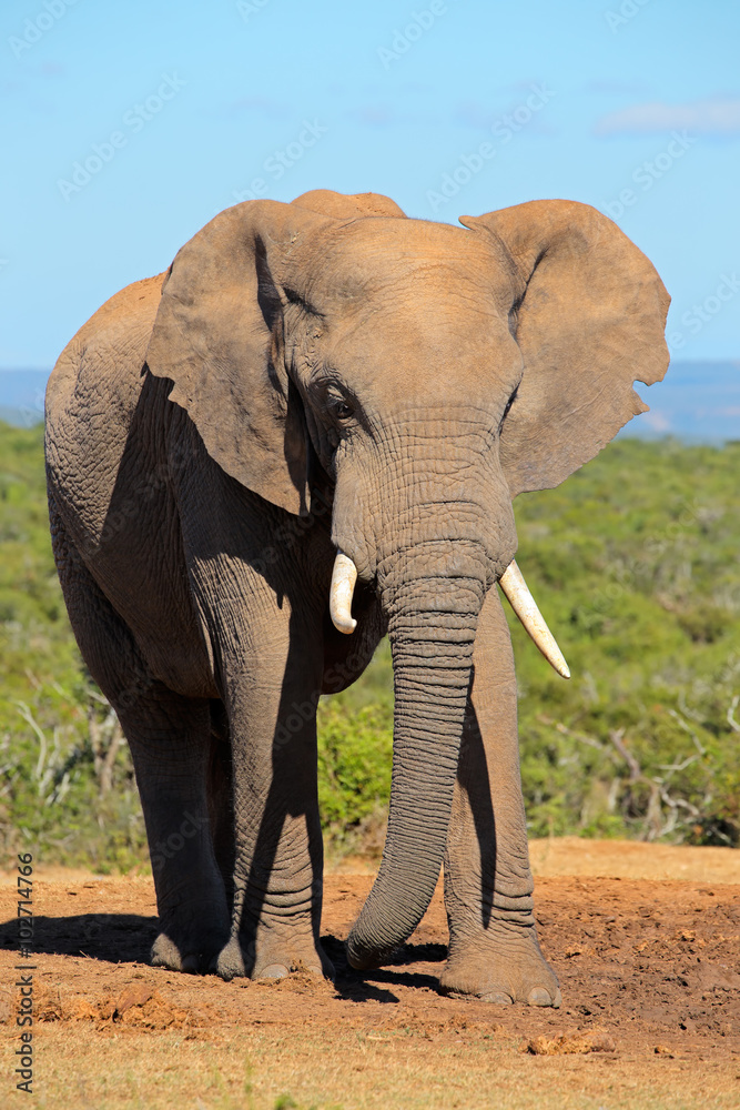 Fototapeta premium Large African elephant bull (Loxodonta africana), Addo Elephant National park, South Africa.
