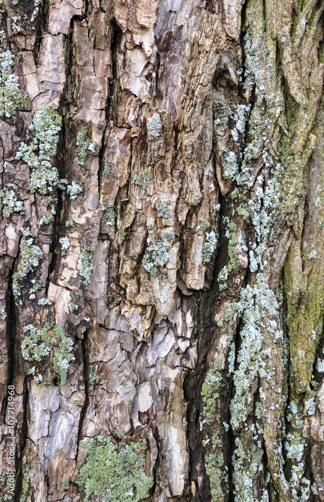 Obraz premium Old bark background with moss