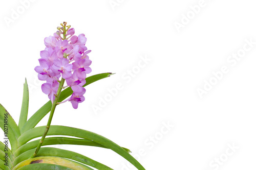 Hybrids vanda orchid isolated on white background