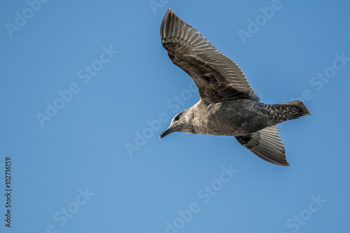 Seagull in flight on blue sky background