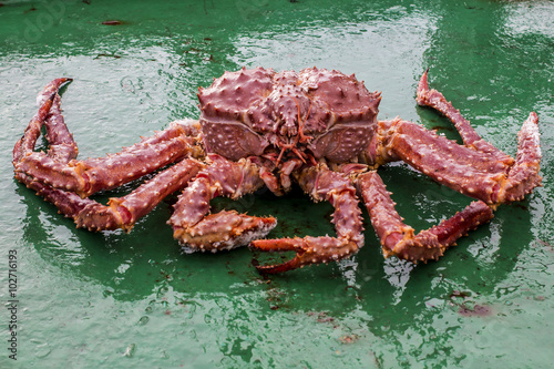 Golden king crab 
