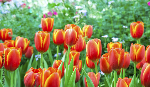 Tulip. Beautiful bouquet of tulips. colorful tulips. tulips in spring colourful tulip