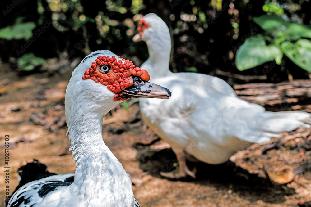 Obraz premium musky duck or indoda on a walk