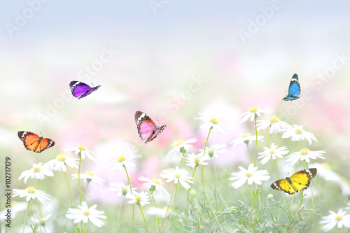 花畑に舞う蝶の群れ