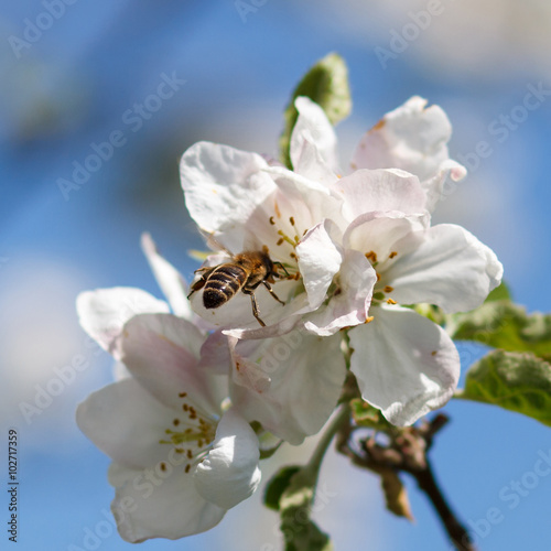 Close up of honey bee in cherry blossoms