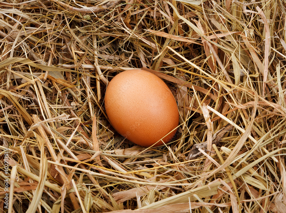 egg in the nest egg in the nest