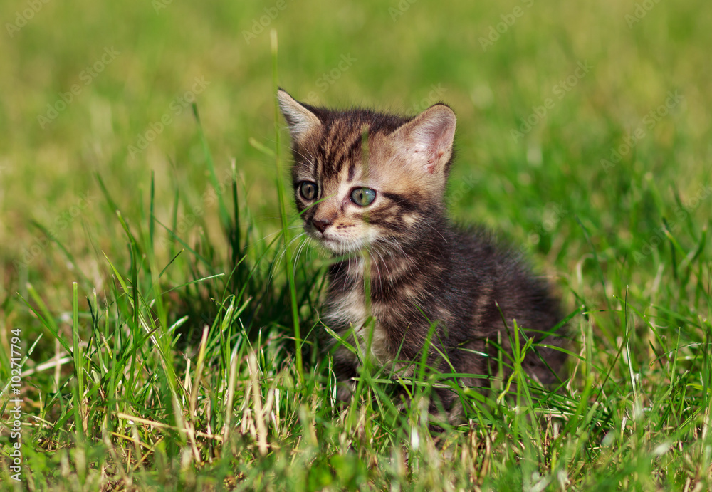 striped cat sits in the grass