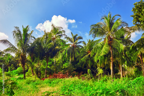 Coconut palms on a tropical island in the Maldives, middle part