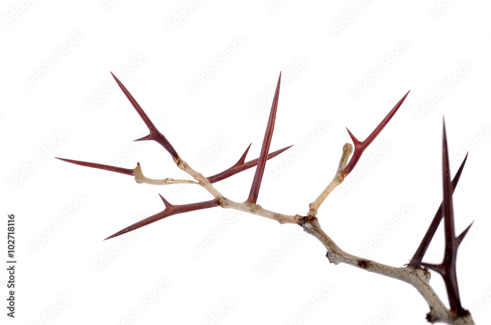 Naklejka premium a lot of acacia branches with thorns isolated on white backgroun