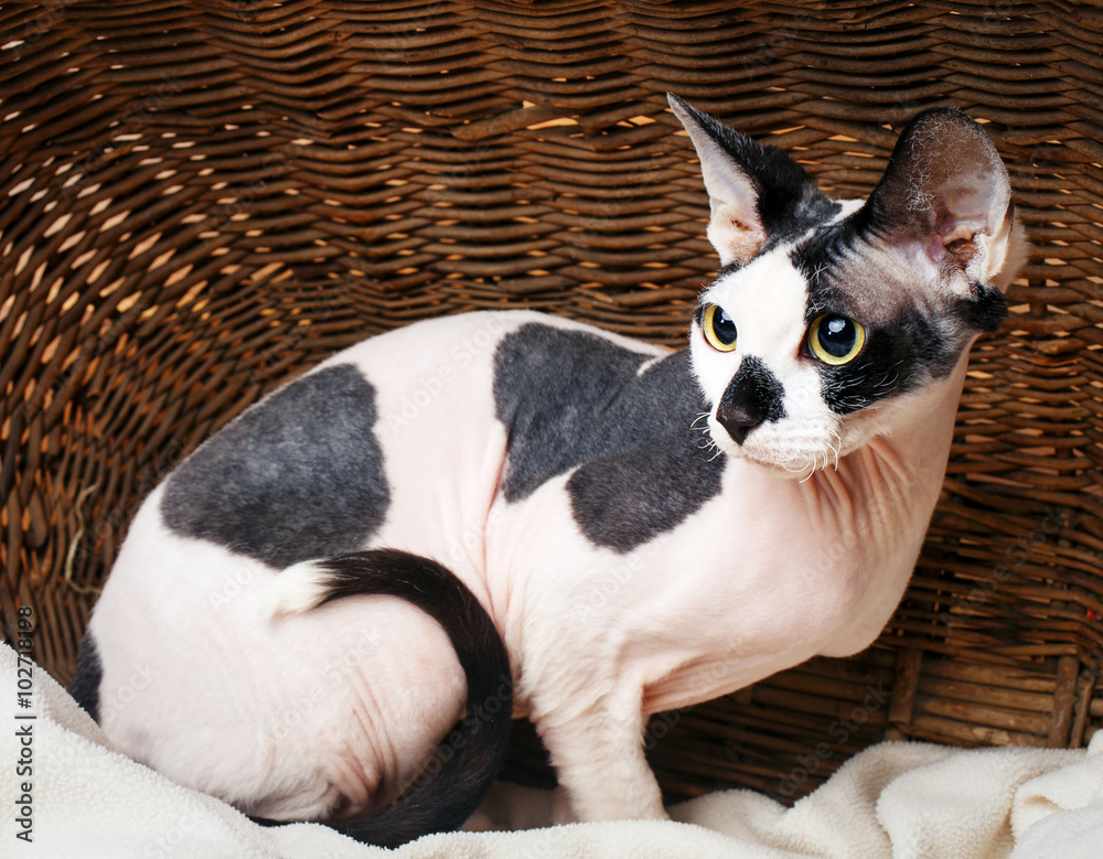Sphynx Cats Inside a Wooden Basket Looking Up. Sphynx Cats Inside a Wooden Basket Looking Up.