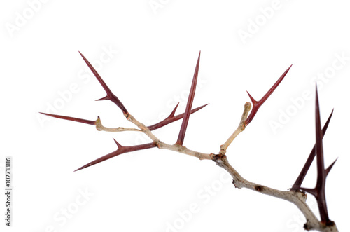 a lot of acacia branches with thorns isolated on white backgroun photo