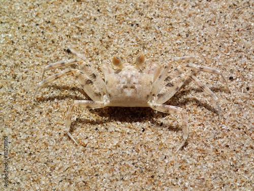 Camouflage of sand crab