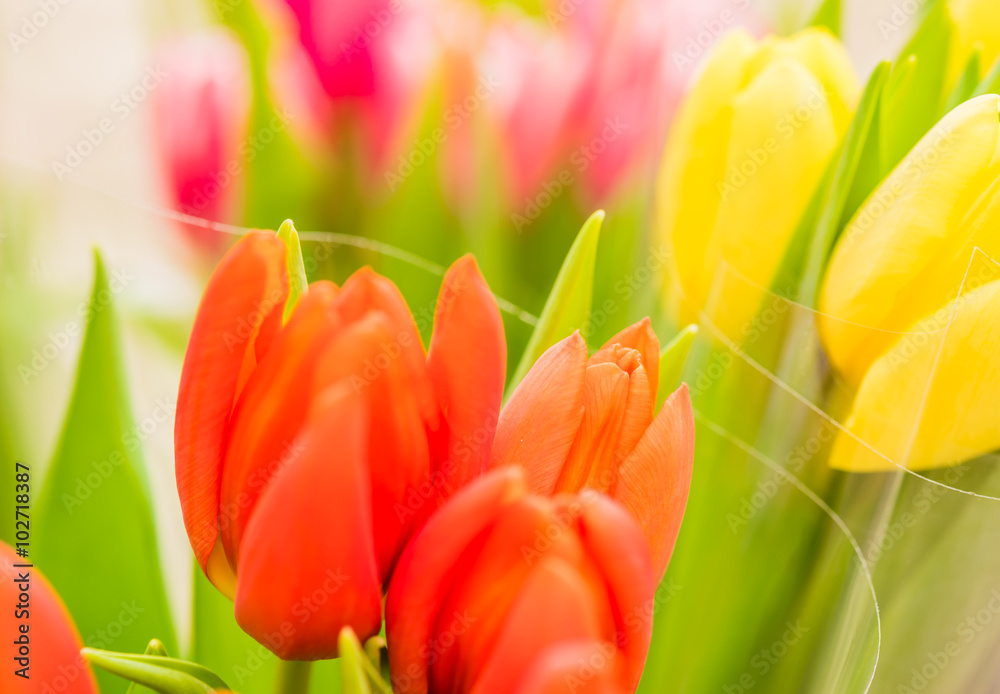 Naklejka premium Tulpen Frühjahr Blumen