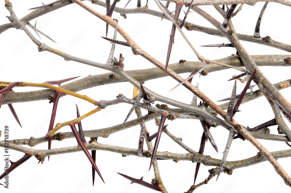a lot of acacia branches with thorns isolated on white backgroun a lot of acacia branches with thorns isolated on white backgroun