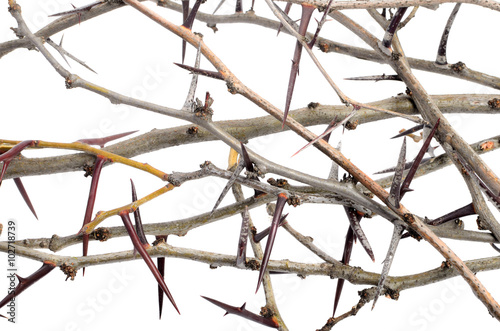 a lot of acacia branches with thorns isolated on white backgroun