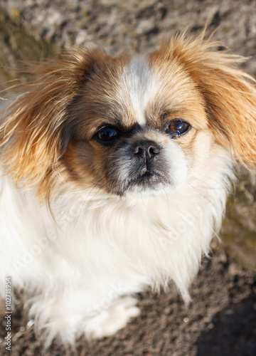 Funny red-haired pekingese dog 