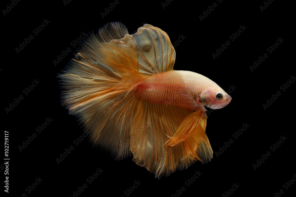 Fototapeta premium betta fish isolated on black background