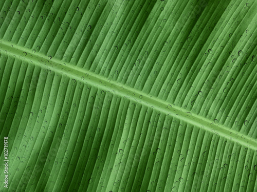 Banana leaf with water drop effect