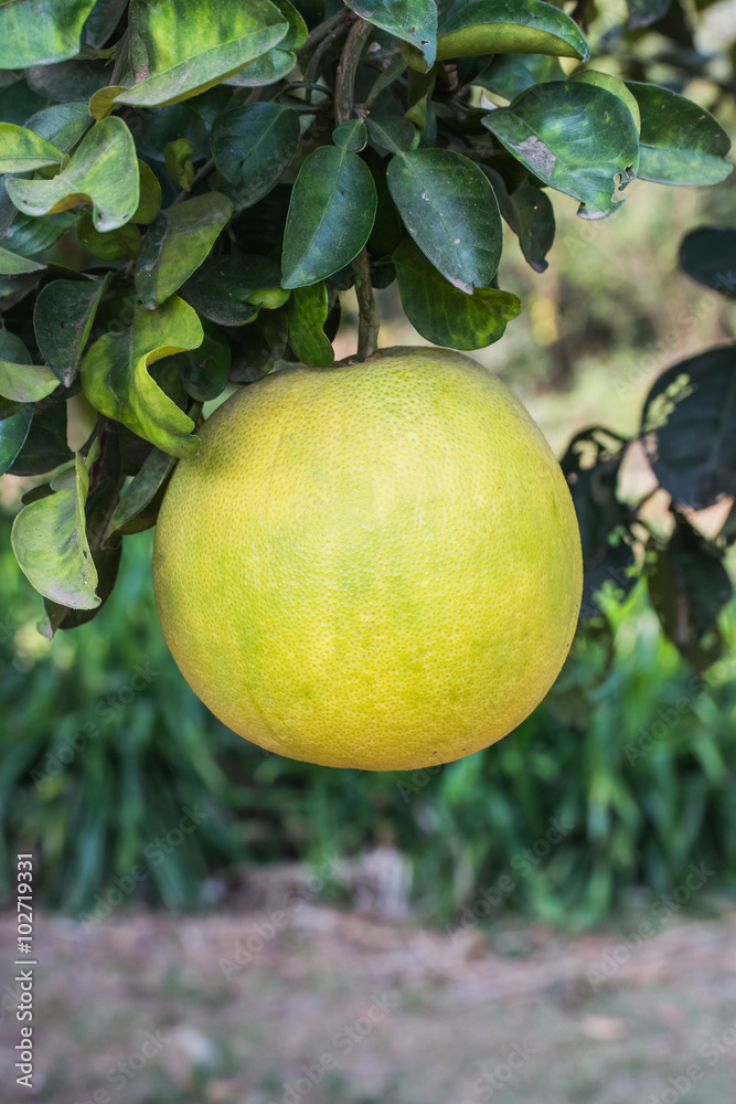 Yellow grapefruit on a branch