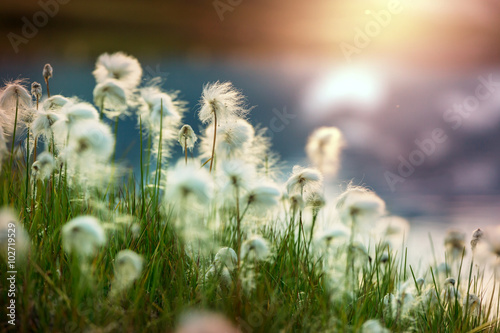 Fototapeta Naklejka Na Ścianę i Meble -  Polar flowers