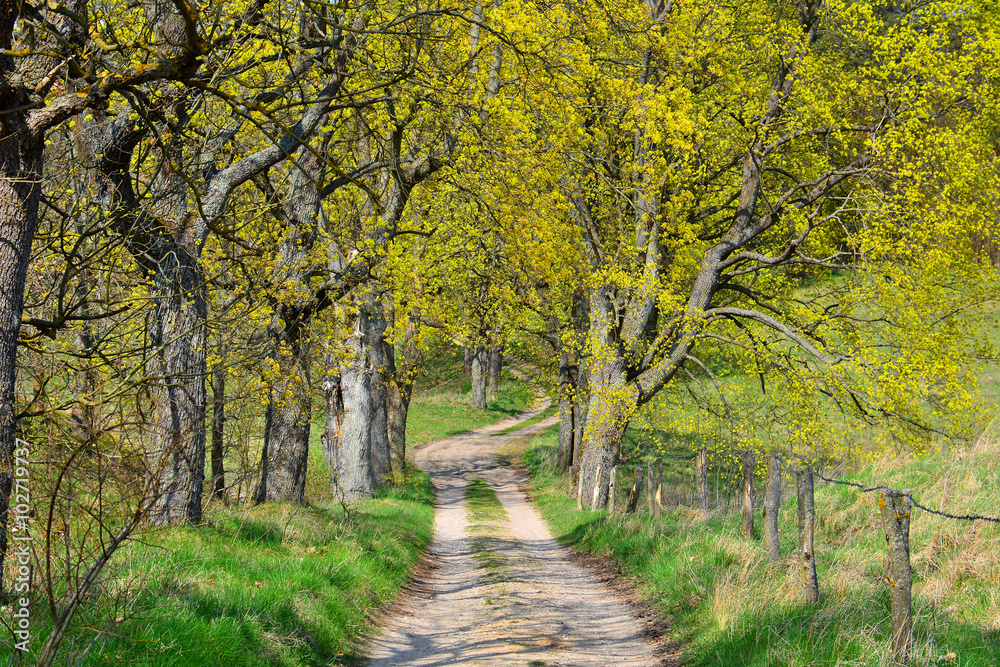 Spring landscape with dirt road in forest