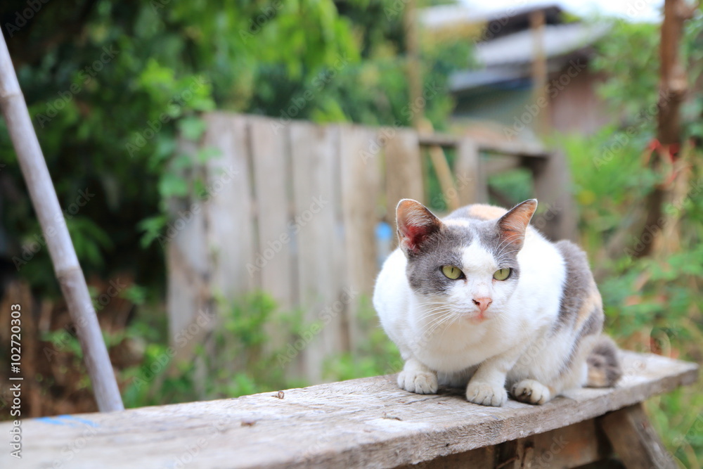 cat sit on a chair in the garden. cat sit on a chair in the garden.