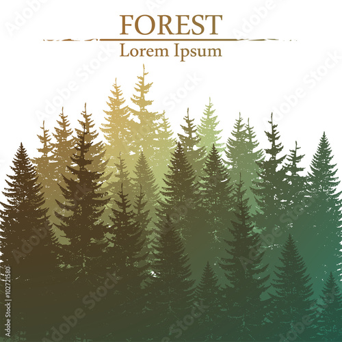 Wild coniferous forest background